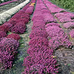 7. Jahr: Farbvergleich