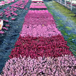 10. Jahr: Letzter Vergleich